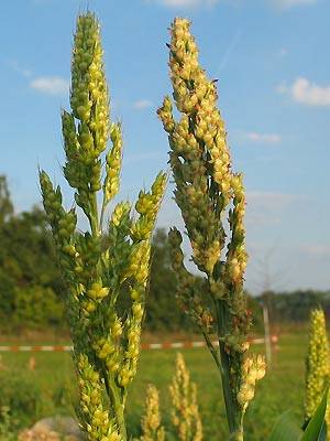 sorghum4.jpg sorghum4.jpg