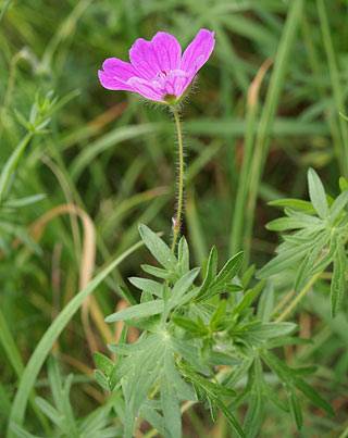 storchenschnabel_1.jpg storchenschnabel_1.jpg