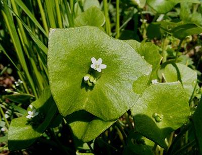 tellerkraut_1.jpg tellerkraut_1.jpg