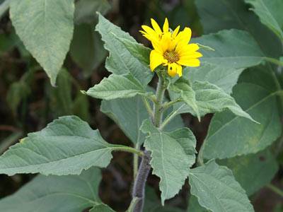 topinambur1.jpg topinambur1.jpg