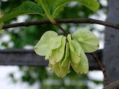 ulme_1.jpg ulme_1.jpg