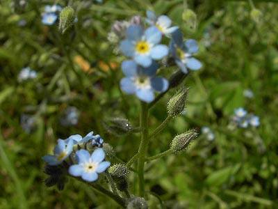 vergissmeinnicht_2.jpg