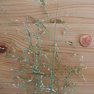 waldhirse_t.jpg waldhirse_t.jpg