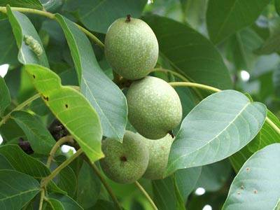 nussbaum1.jpg nussbaum1.jpg