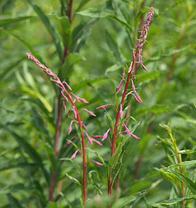 weidenroeschen_t.jpg weidenroeschen_t.jpg