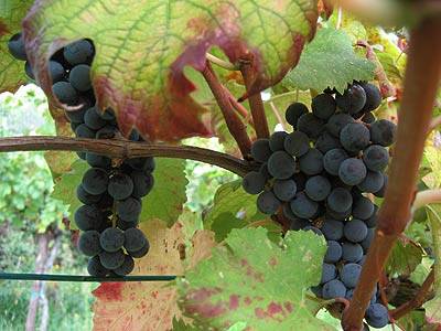 weintraube_6.jpg weintraube_6.jpg