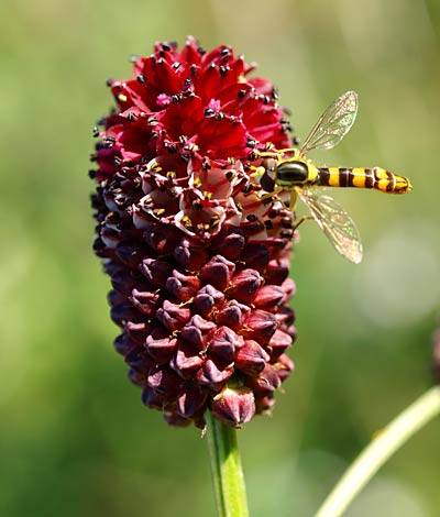 gr_wiesenknopf_1.jpg gr_wiesenknopf_1.jpg