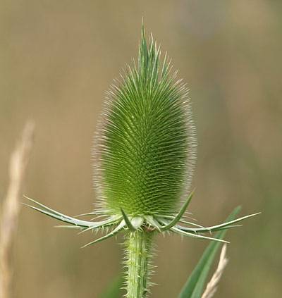 wilde_karde_t.jpg wilde_karde_t.jpg