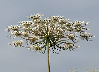 wilde_moehre_t.jpg wilde_moehre_t.jpg