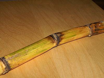 zuckerrohr1.jpg zuckerrohr1.jpg