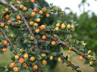 zwergmispel1.jpg zwergmispel1.jpg