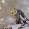 pixabay_jggrz_nymph-bird-6954302_1920.jpg
