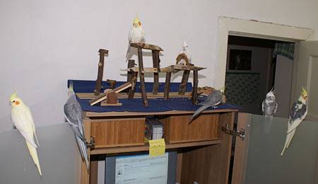 vogelwohnzimmer_11.jpg