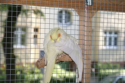 vogelwohnzimmer_13.jpg