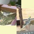 vogelwohnzimmer_bine_11.jpg