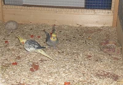 vogelwohnzimmer_bine_12.jpg