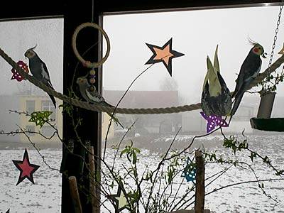 vogelwohnzimmer_bine_4.jpg