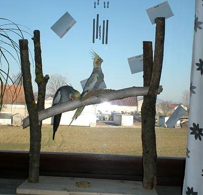 vogelwohnzimmer_bine_5.jpg