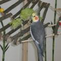 vogelwohnzimmer_bine_8.jpg