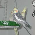 vogelwohnzimmer_bine_9.jpg