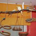 vogelwohnzimmer_hellen_2.jpg
