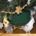 weihnachten_baum_2.jpg