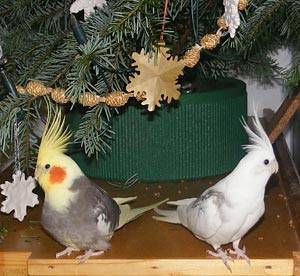 weihnachten_baum_2.jpg