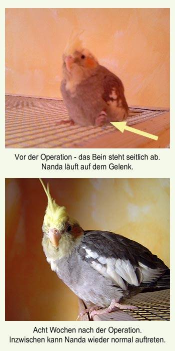 nanda_fuss.jpg