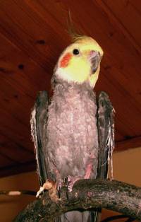 charles.jpg