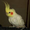 elvis5.jpg