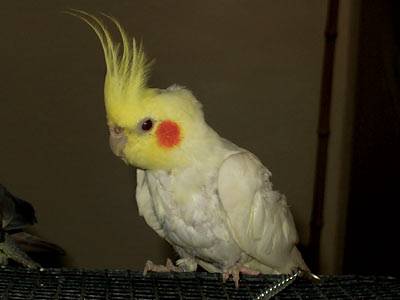 elvis5.jpg