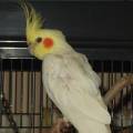 elvis6.jpg