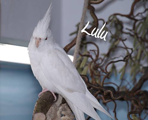 jutta_lulu.jpg