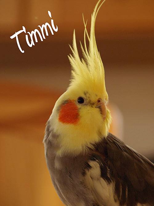 jutta_timmi.jpg